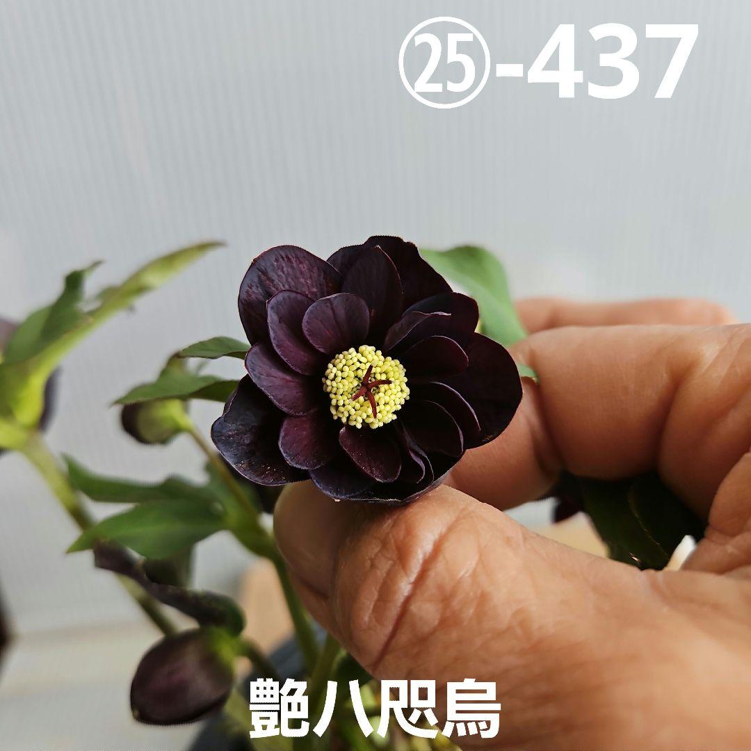 つむ様ご購入苗㉕-437クリスマスローズ