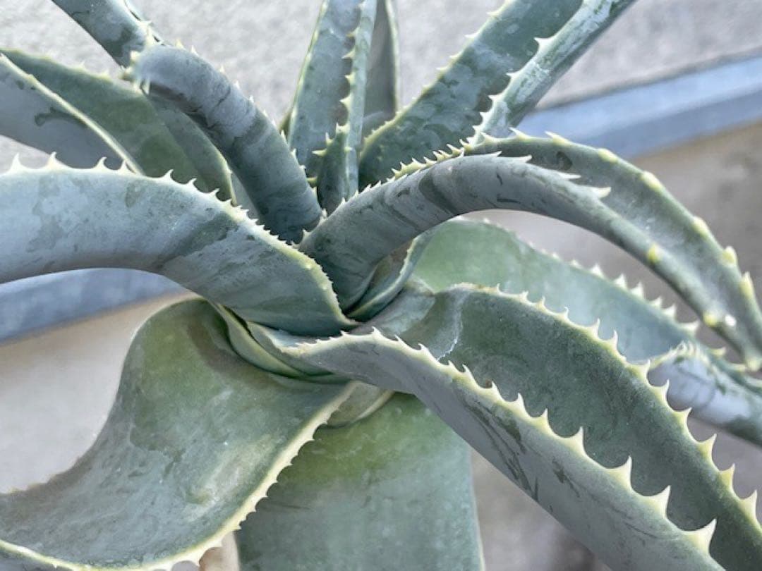 ダスティン■アロエ・ピランシーAloe pillansii/70cm■