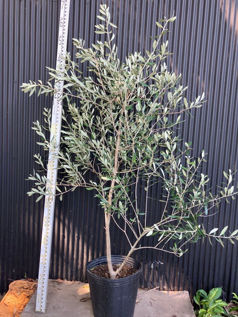 オリーブの木　フラントイオ