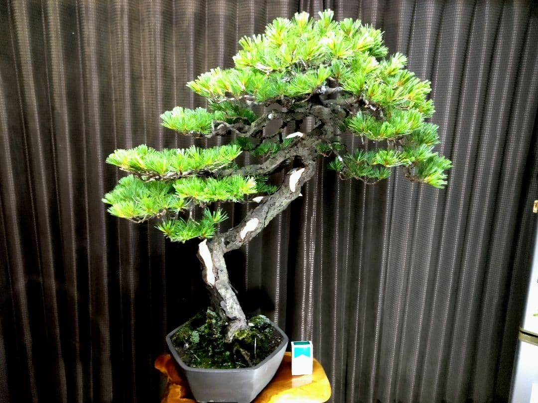 【大品　五葉松盆栽】真柏　　　　⭕KT【断捨離中】❗