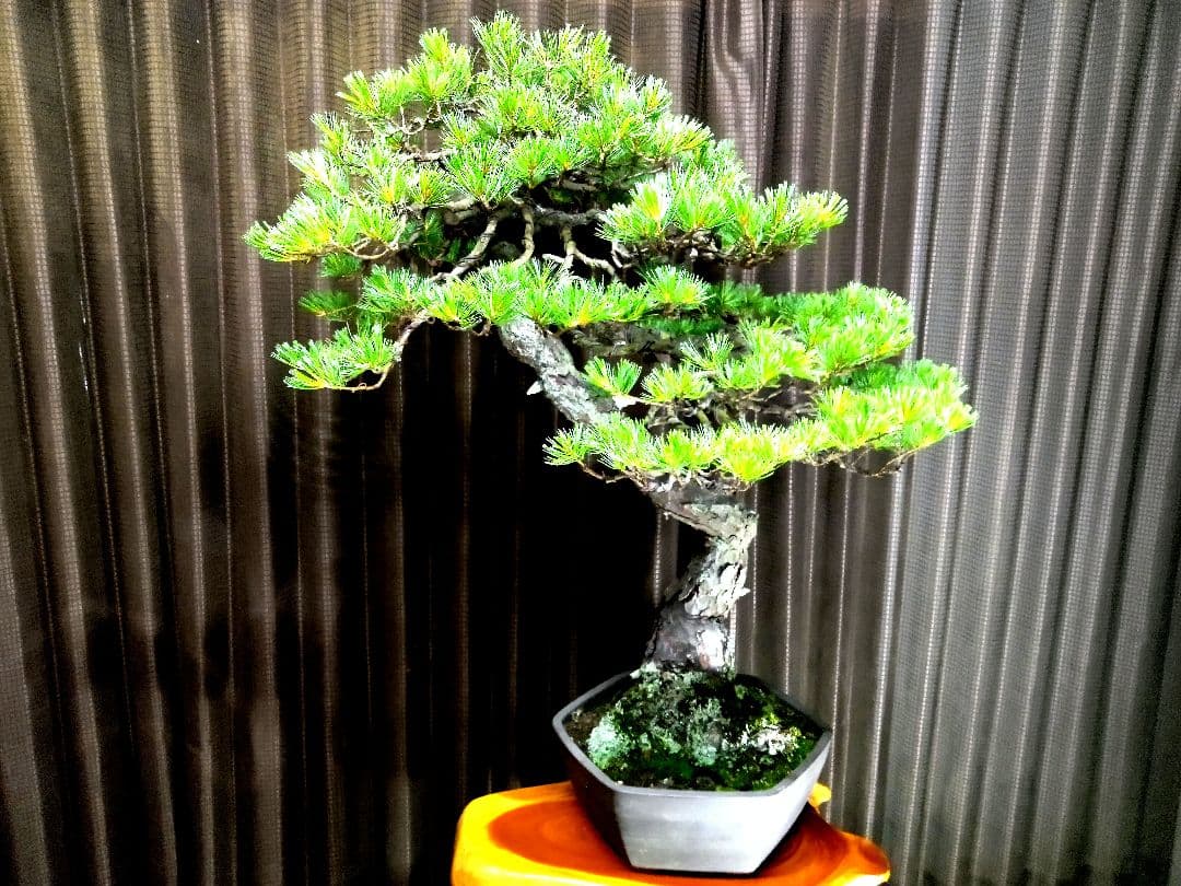【大品　五葉松盆栽】真柏　　　　⭕KT【断捨離中】❗