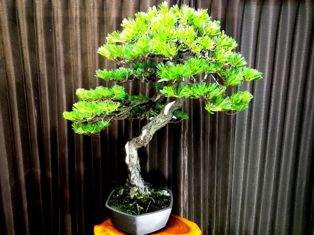 【大品　五葉松盆栽】真柏　　　　⭕KT【断捨離中】❗