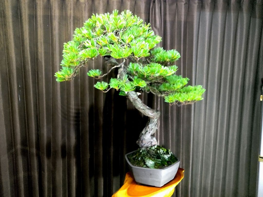 【大品　五葉松盆栽】真柏　　　　⭕KT【断捨離中】❗