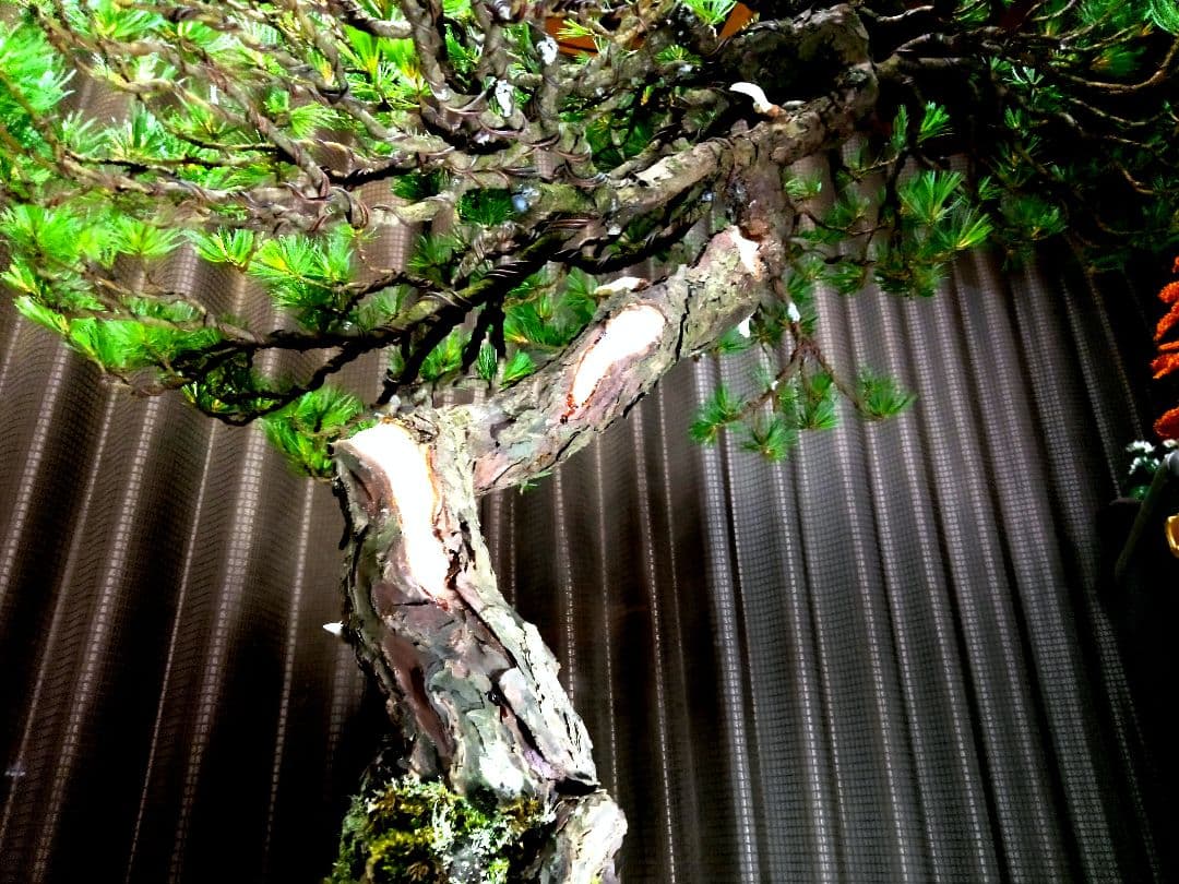 【大品　五葉松盆栽】真柏　　　　⭕KT【断捨離中】❗