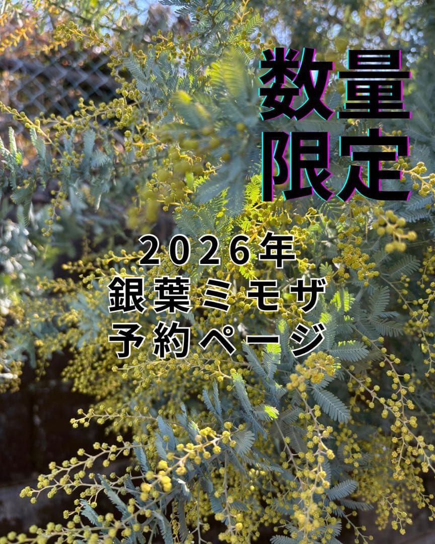 2026年 銀葉ミモザ 予約