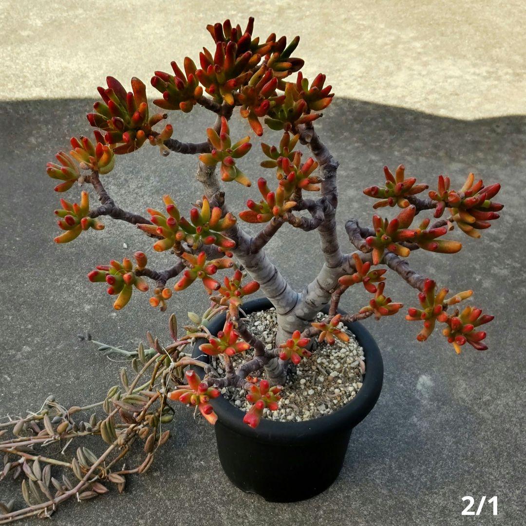 多肉植物 ゴーラム 木立 30cm以上 抜き苗