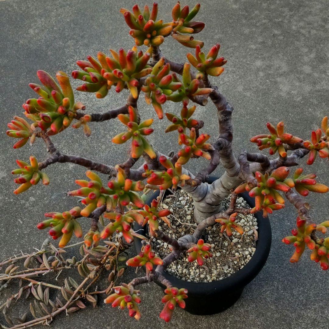 多肉植物 ゴーラム 木立 30cm以上 抜き苗