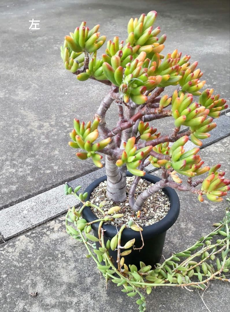 多肉植物 ゴーラム 木立 30cm以上 抜き苗