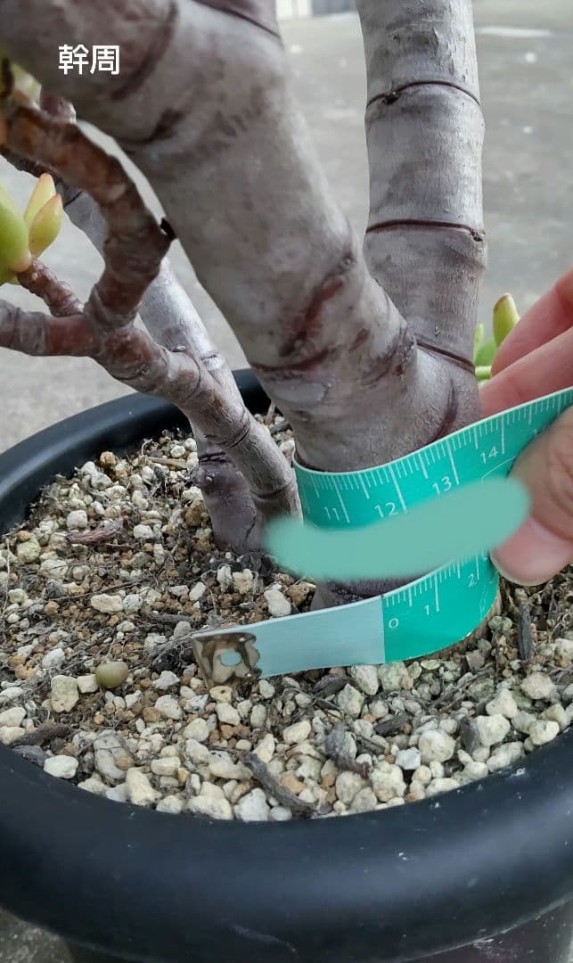 多肉植物 ゴーラム 木立 30cm以上 抜き苗