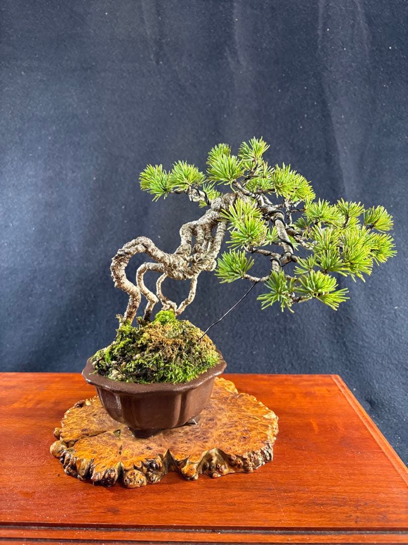 貴風盆栽、赤石五葉松、根上がり 懸崖作り、実生40年強 medabon