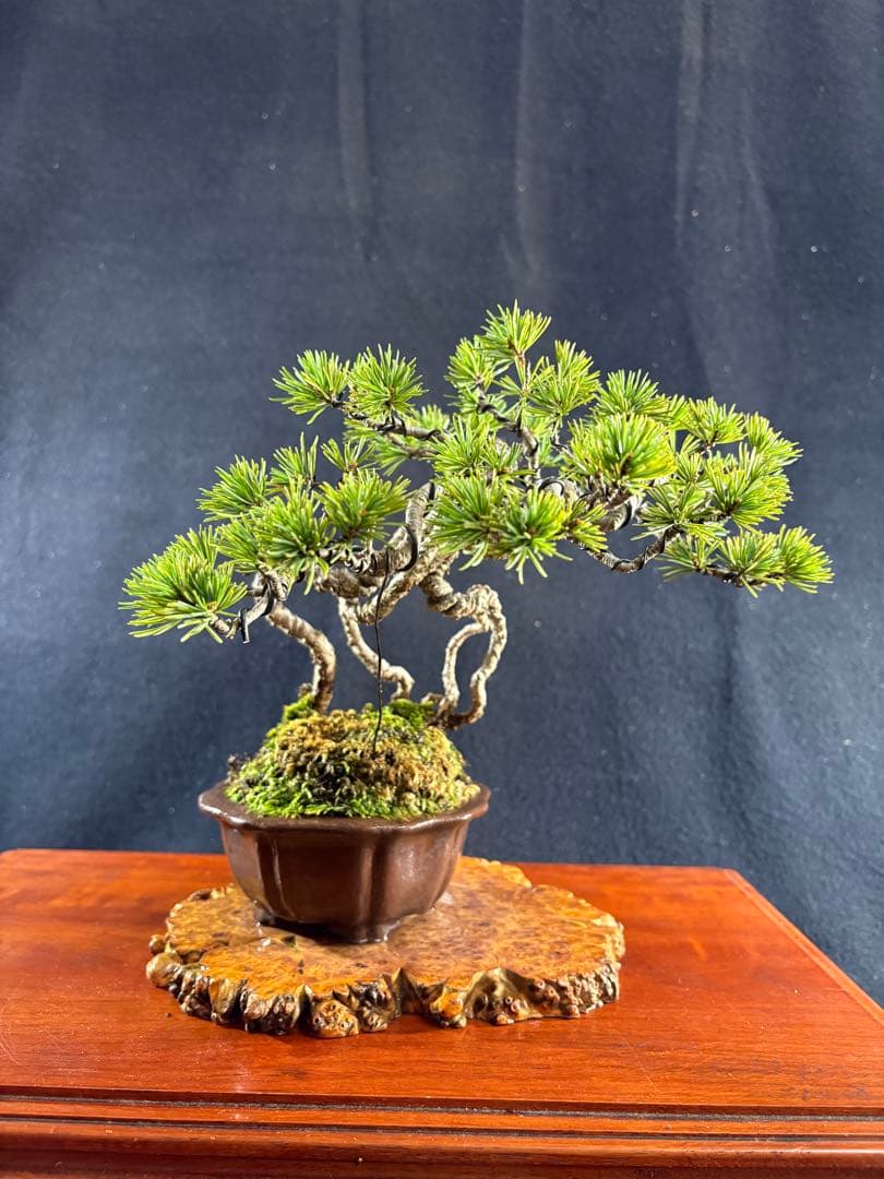 貴風盆栽、赤石五葉松、根上がり 懸崖作り、実生40年強 medabon
