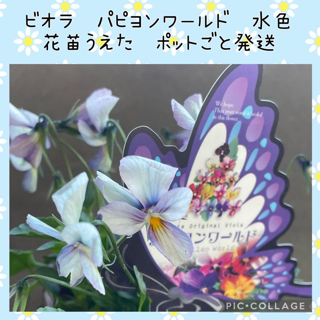 【花苗】パピヨンワールド　水色　ビオラ　花苗うえた　レアカラー　ポット毎発送