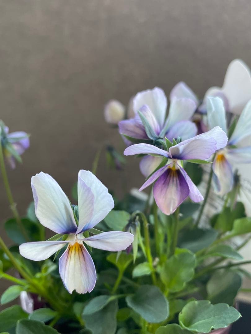 【花苗】パピヨンワールド　水色　ビオラ　花苗うえた　レアカラー　ポット毎発送