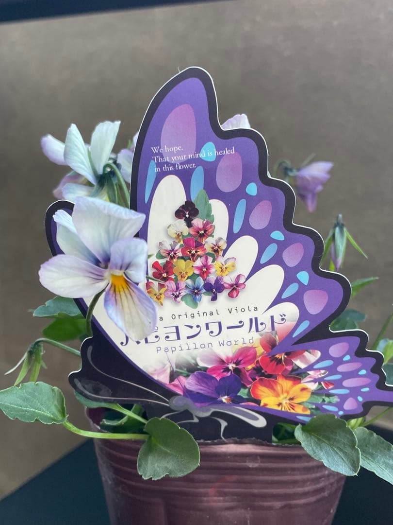 【花苗】パピヨンワールド　水色　ビオラ　花苗うえた　レアカラー　ポット毎発送