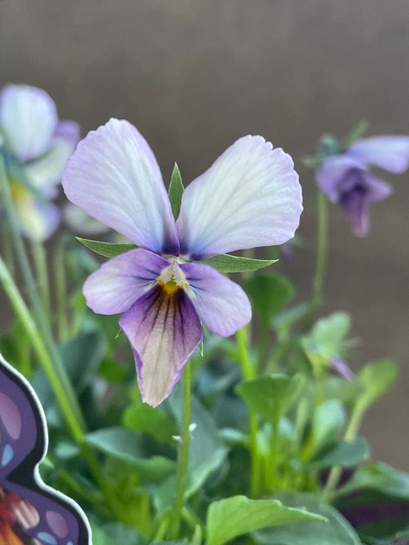 【花苗】パピヨンワールド　水色　ビオラ　花苗うえた　レアカラー　ポット毎発送
