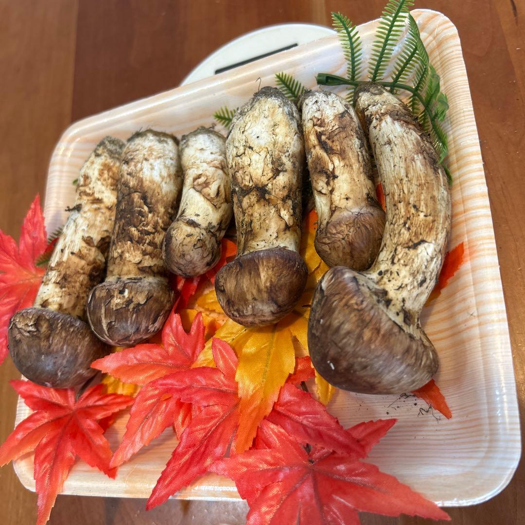 北海道産！松茸！！11日朝採れたて