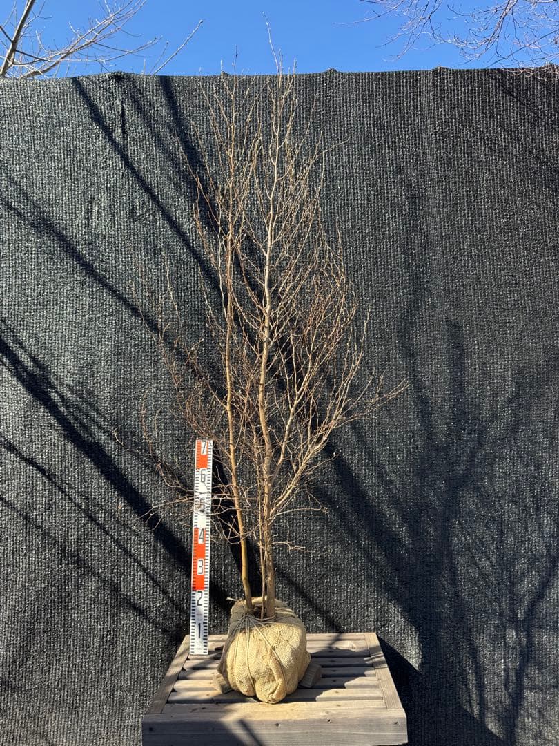 ヒメシャラ　株立ち　【品番3549】