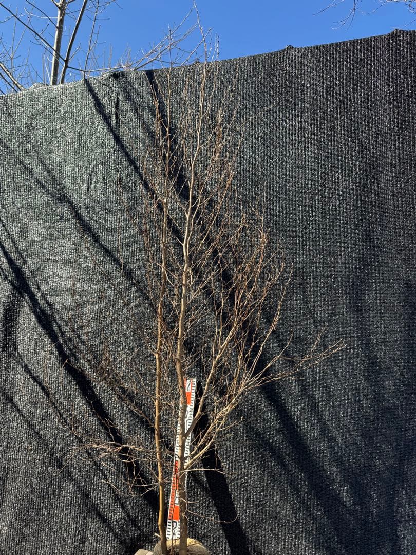 ヒメシャラ　株立ち　【品番3549】