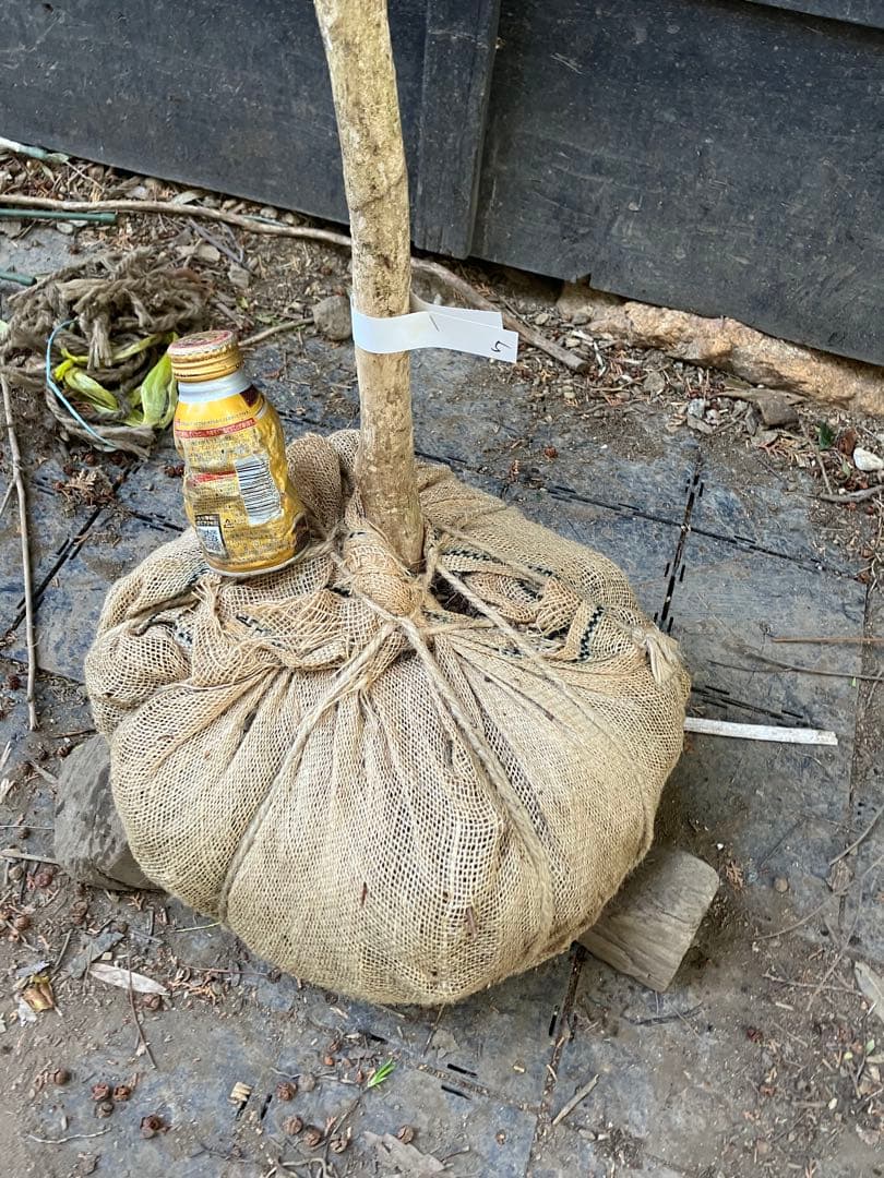 5 山採り　アセビ