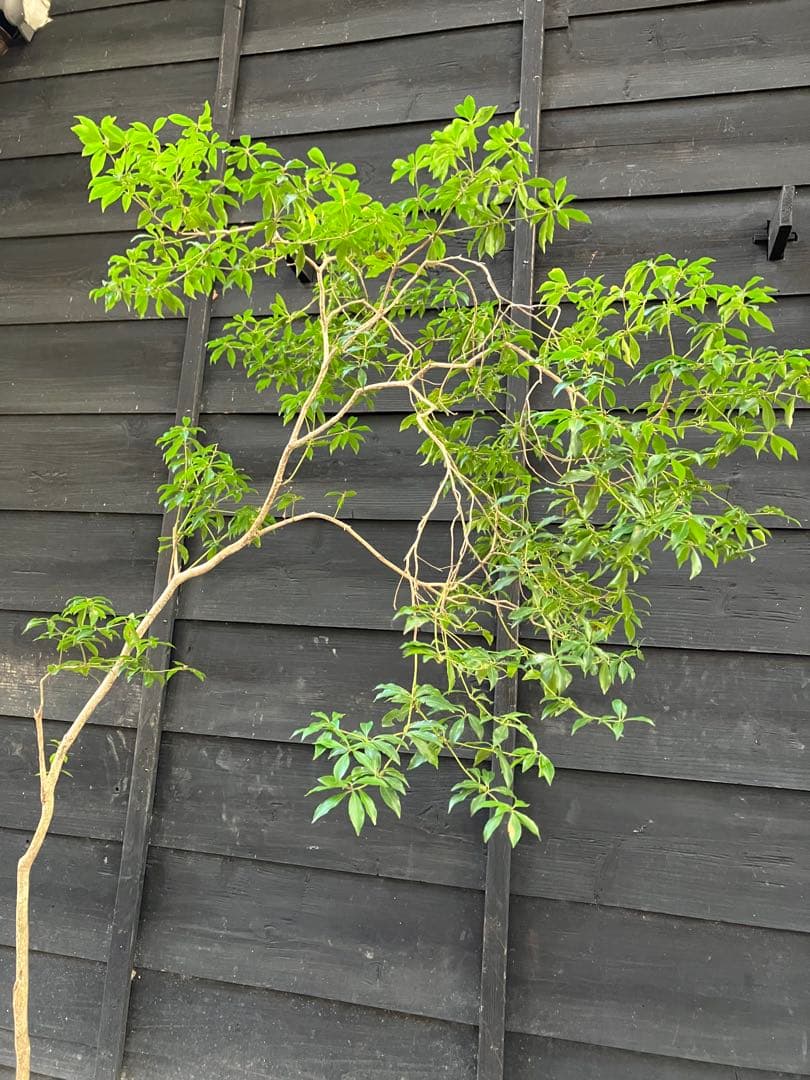 5 山採り　アセビ