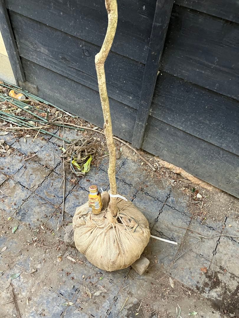 5 山採り　アセビ