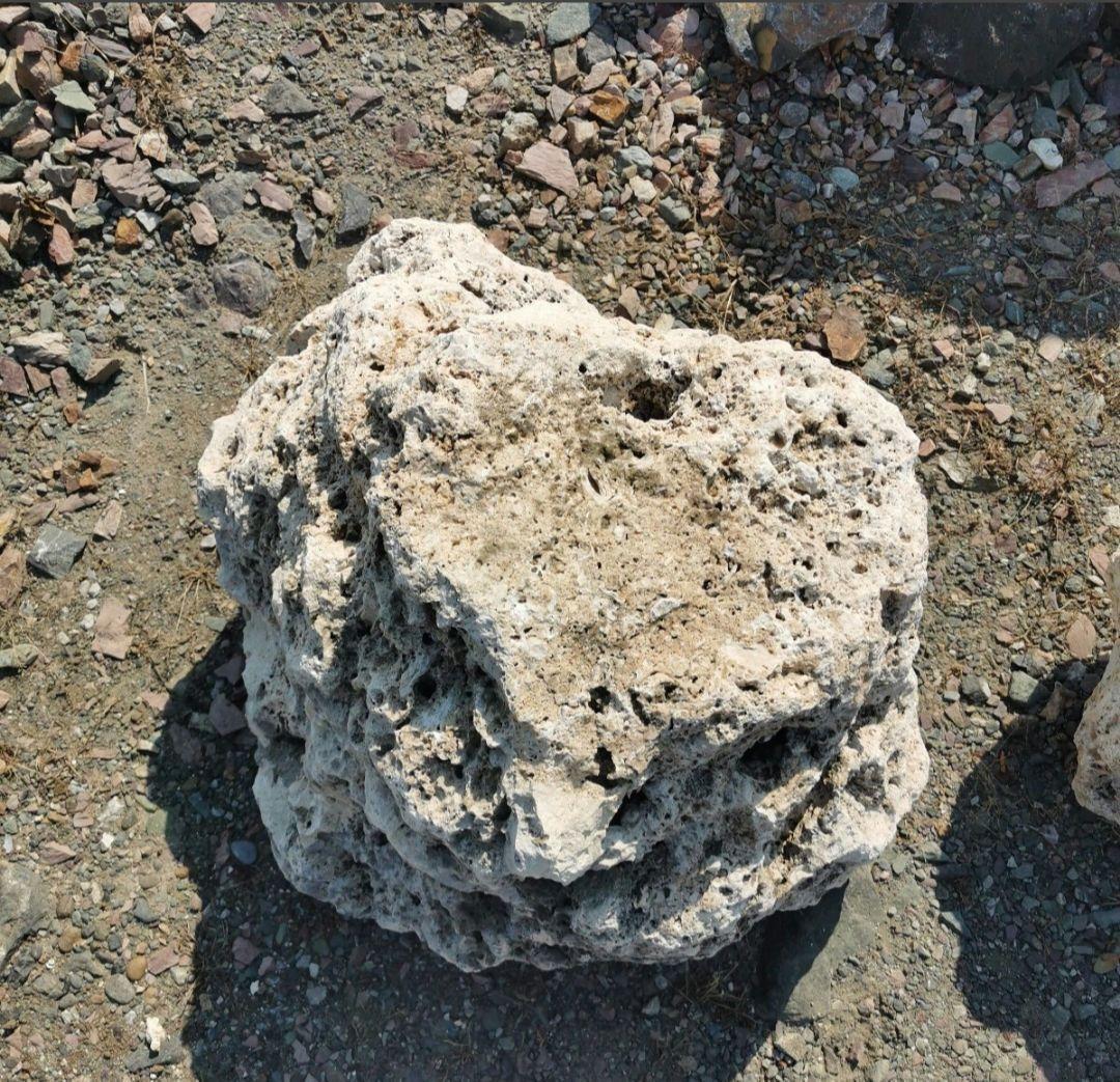 サンゴ石　170キロ　庭石　石　鑑賞石 石材　庭　ガーデニング　置物