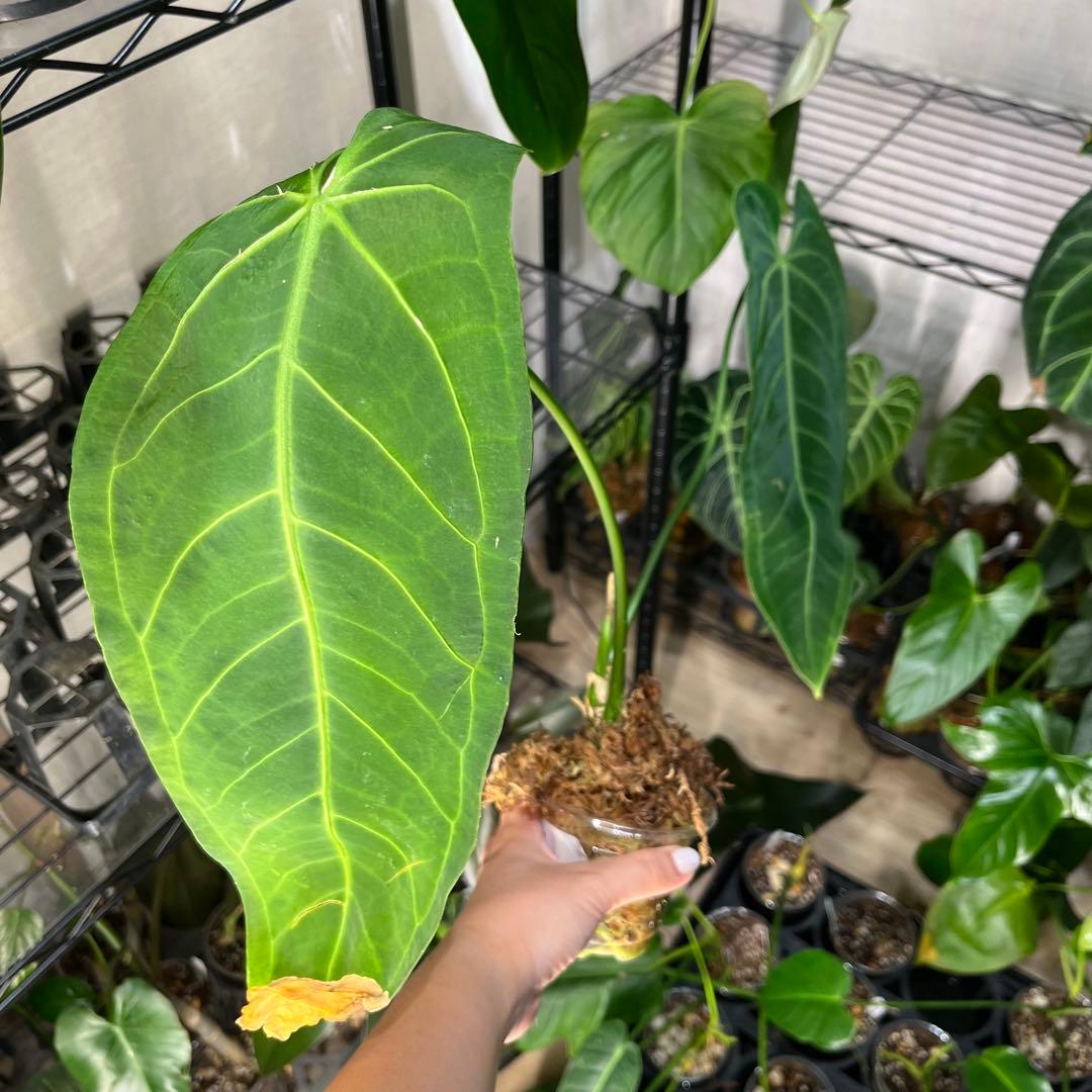 23 Zamora Queen ザモラクイーン　Anthurium アンスリウム