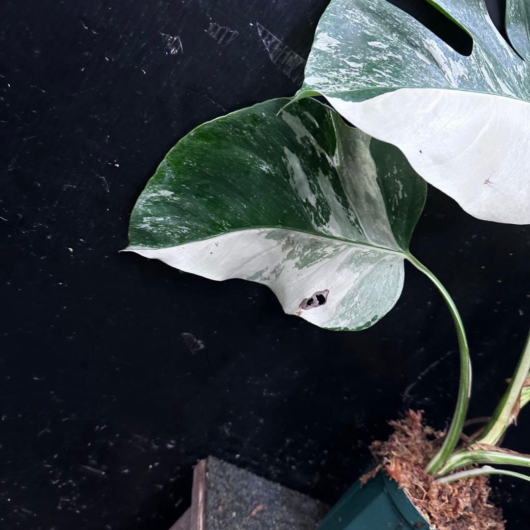 梅*様 斑入りモンステラ ホワイトタイガー極美大株54cm白斑多