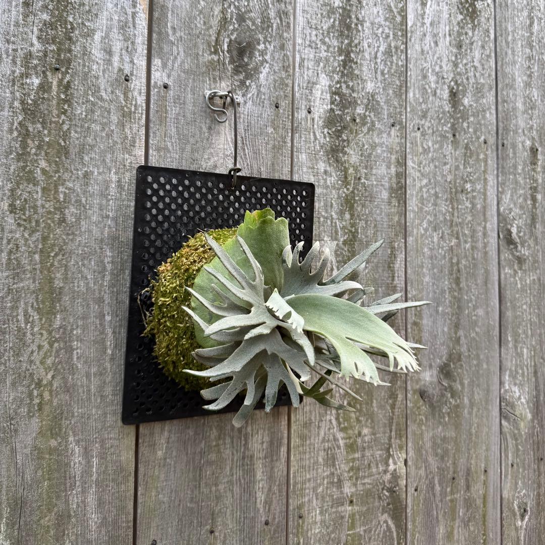 ビカクシダ P.willinckii jade girl sporeling