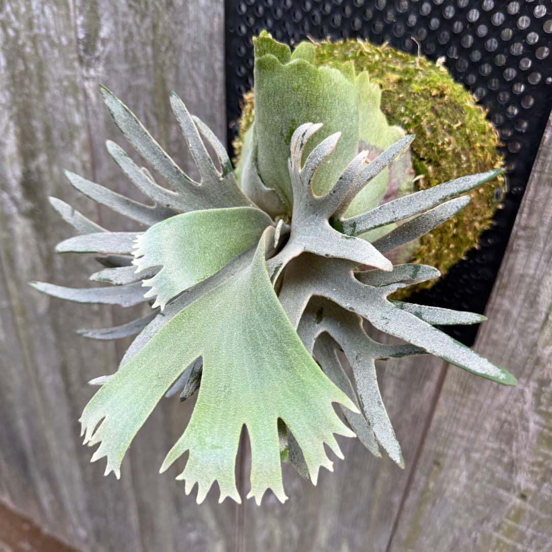 ビカクシダ P.willinckii jade girl sporeling