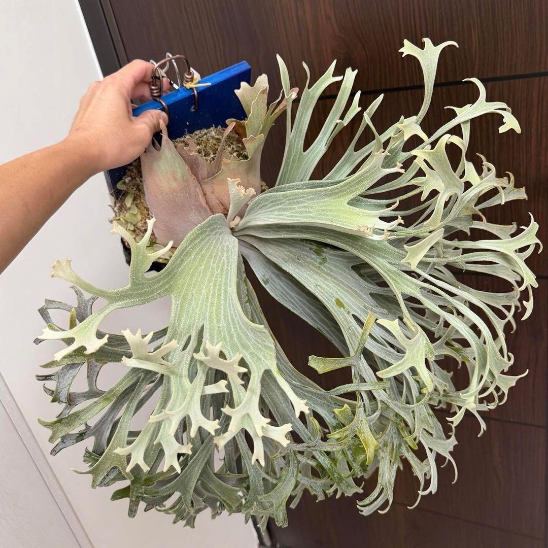 P.Triceratops (三角龍) pup ビカクシダ