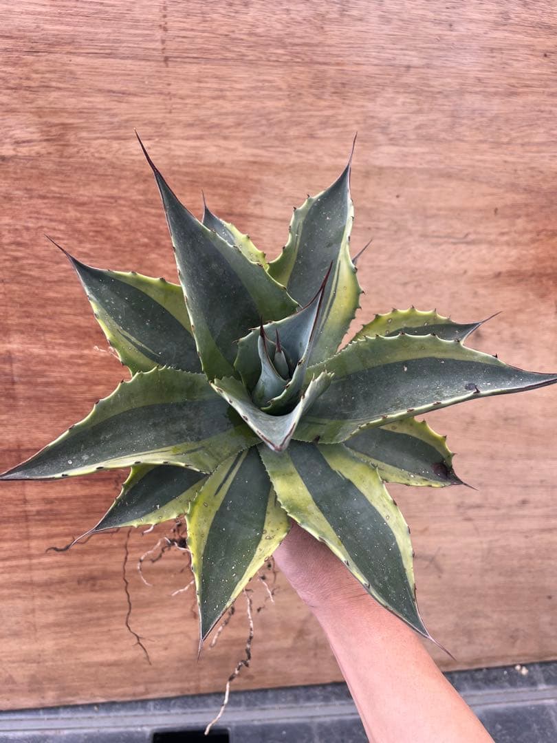 アガベ　オバティフォリア　オルカ