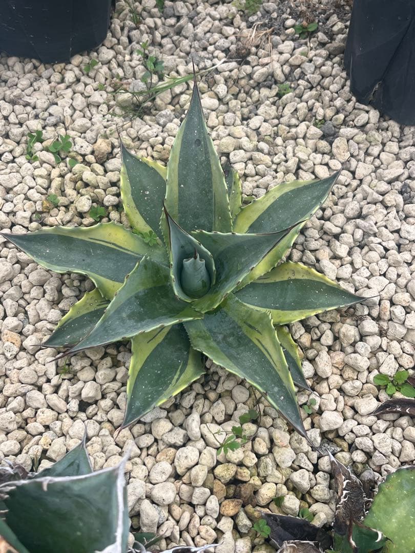 アガベ　オバティフォリア　オルカ