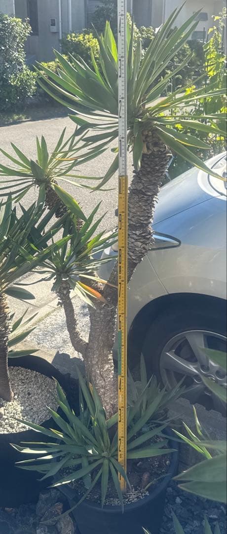 ユッカグロリオサ　分頭！　子株も有り　芋付き　1.4m以上　直接取り引きのみ