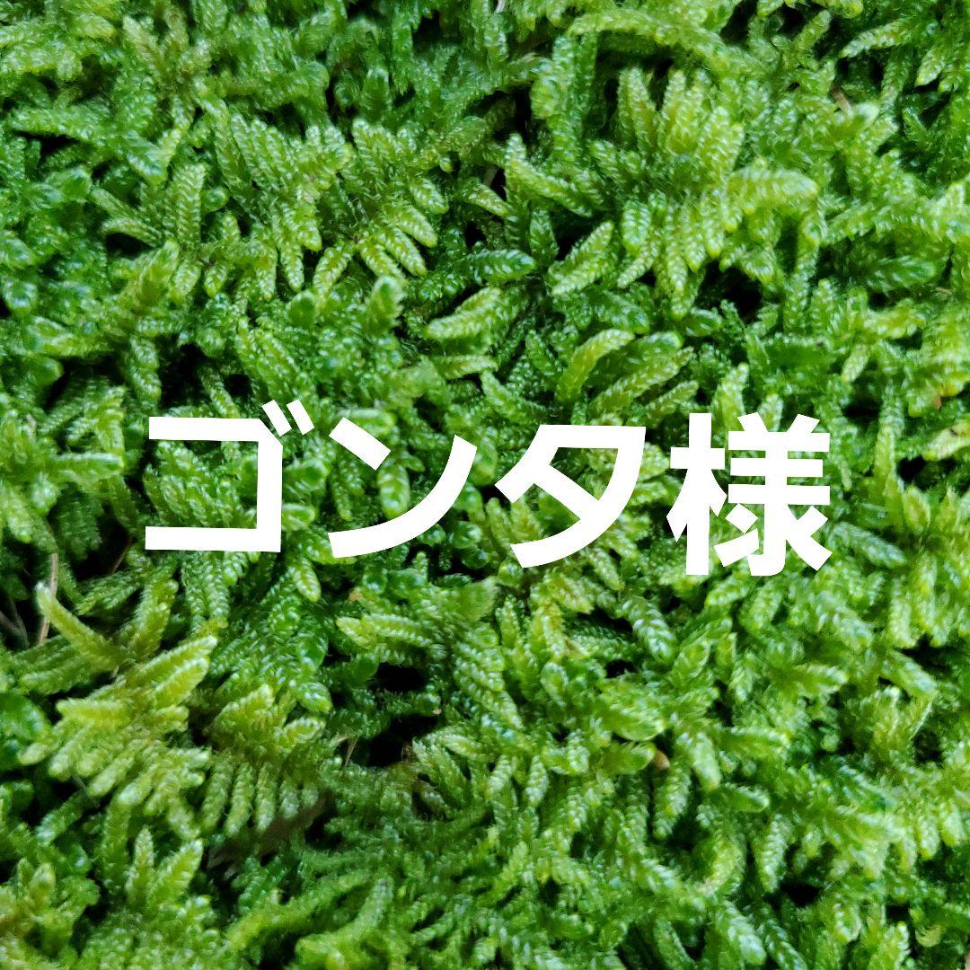 天然苔　上質　ハイゴケ　8トレー