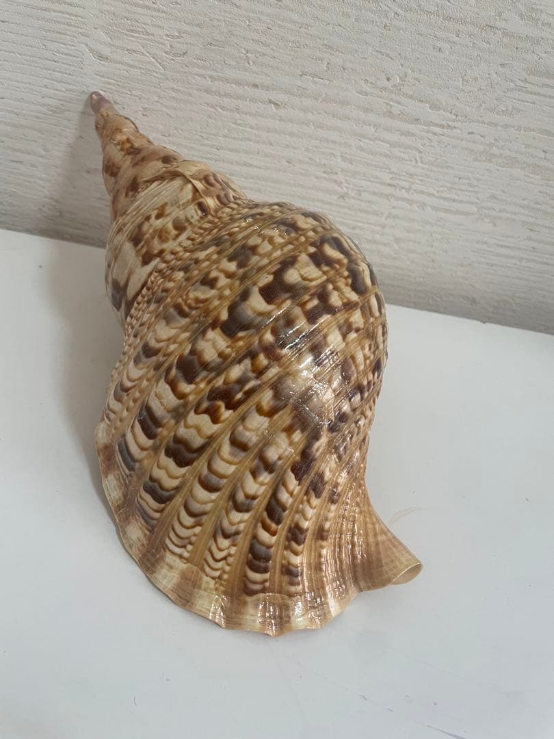 美しい貝殻置物　法螺貝　ほら貝　ホラ貝