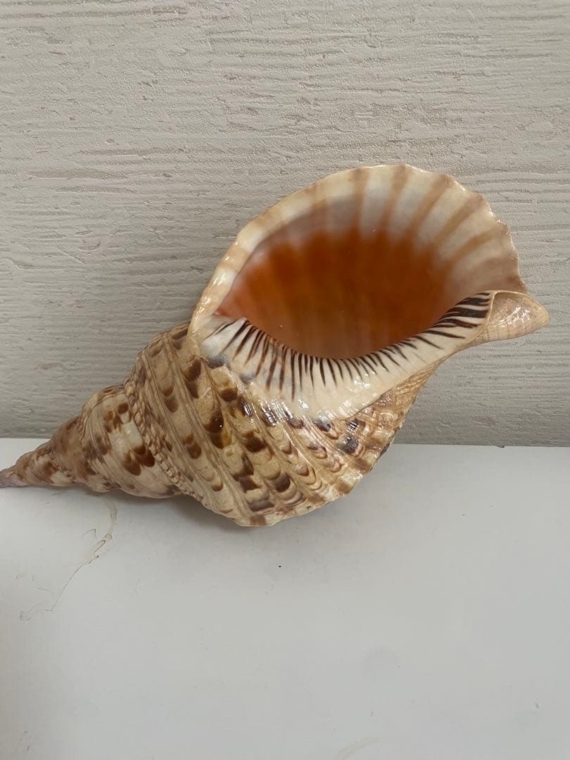 美しい貝殻置物　法螺貝　ほら貝　ホラ貝