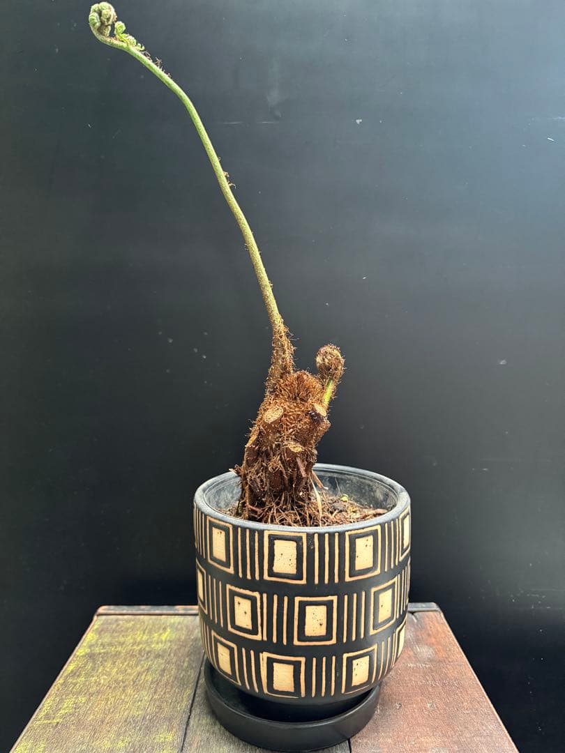 亜熱帯シダ　ヘゴ　5号　776