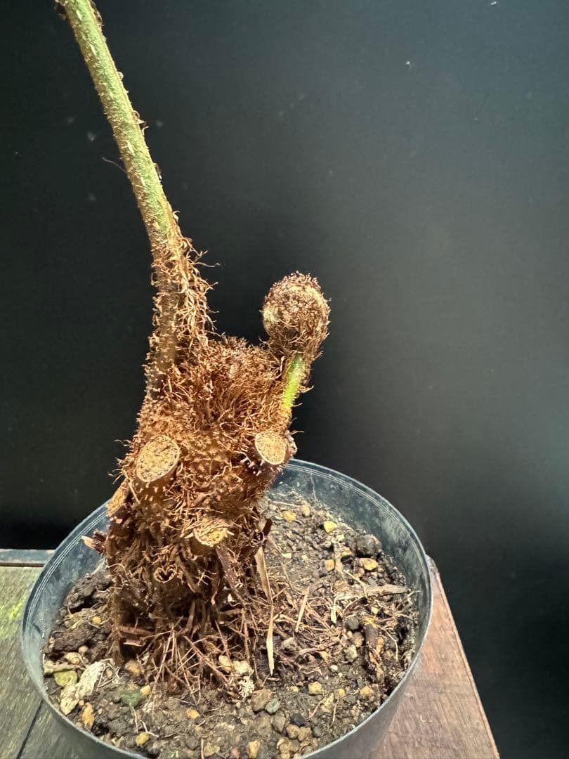 亜熱帯シダ　ヘゴ　5号　776