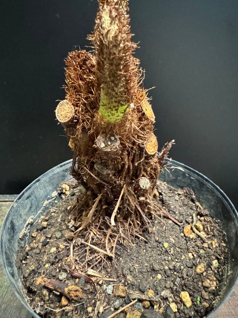 亜熱帯シダ　ヘゴ　5号　776