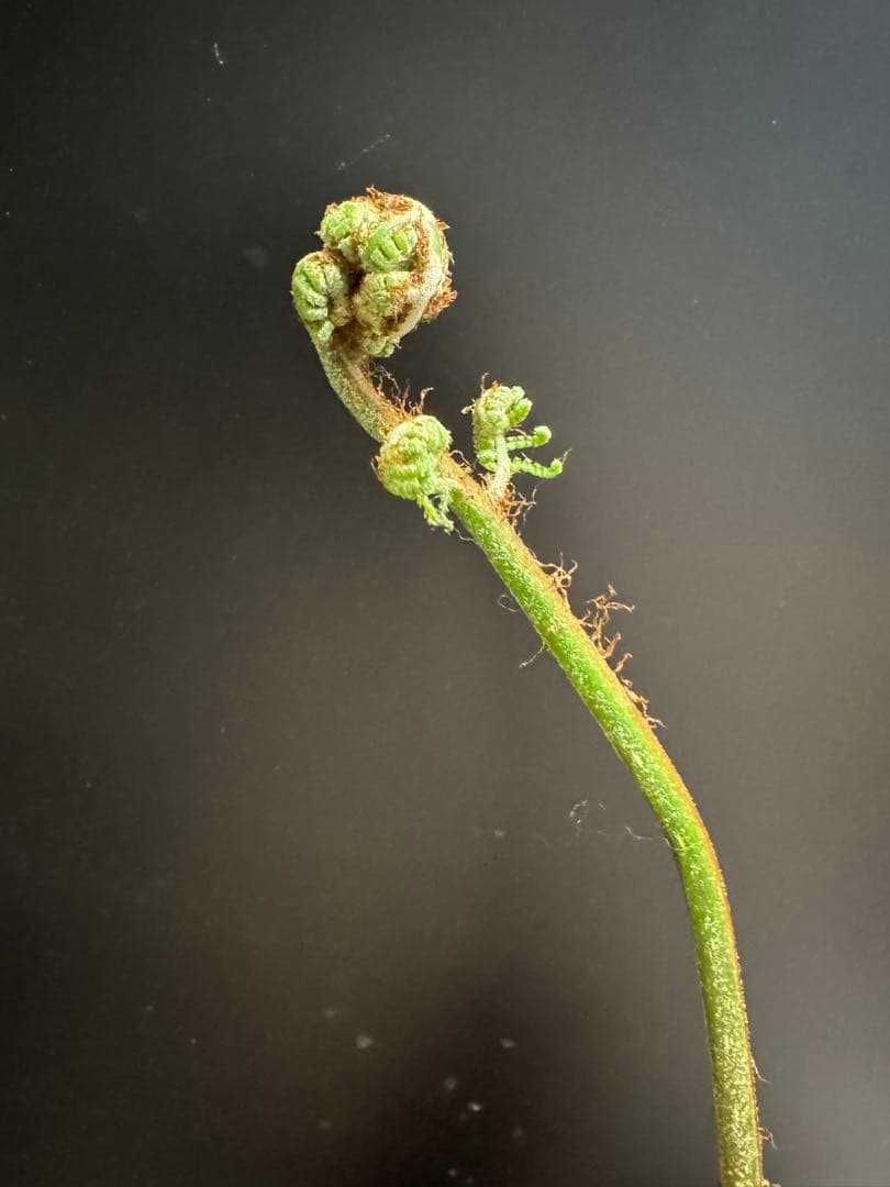 亜熱帯シダ　ヘゴ　5号　776