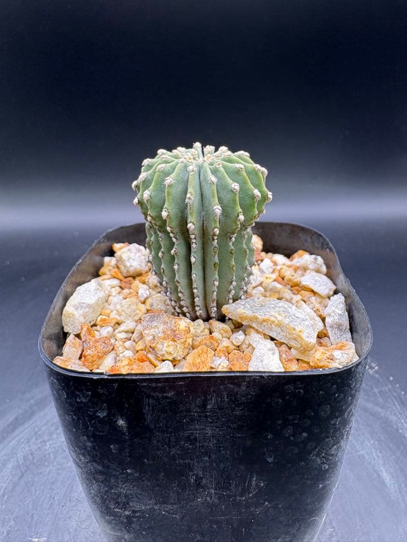 メキシカーナ 実生 ゲオヒントニア サボテン