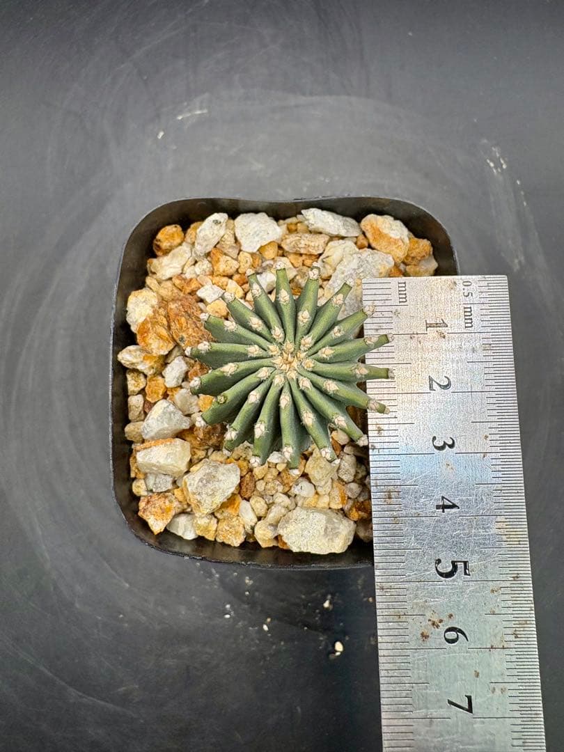 メキシカーナ 実生 ゲオヒントニア サボテン