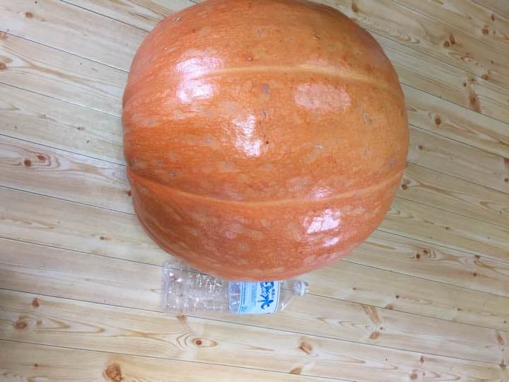 かぼちゃ ハロウィンの目玉！横に45cmぐらい