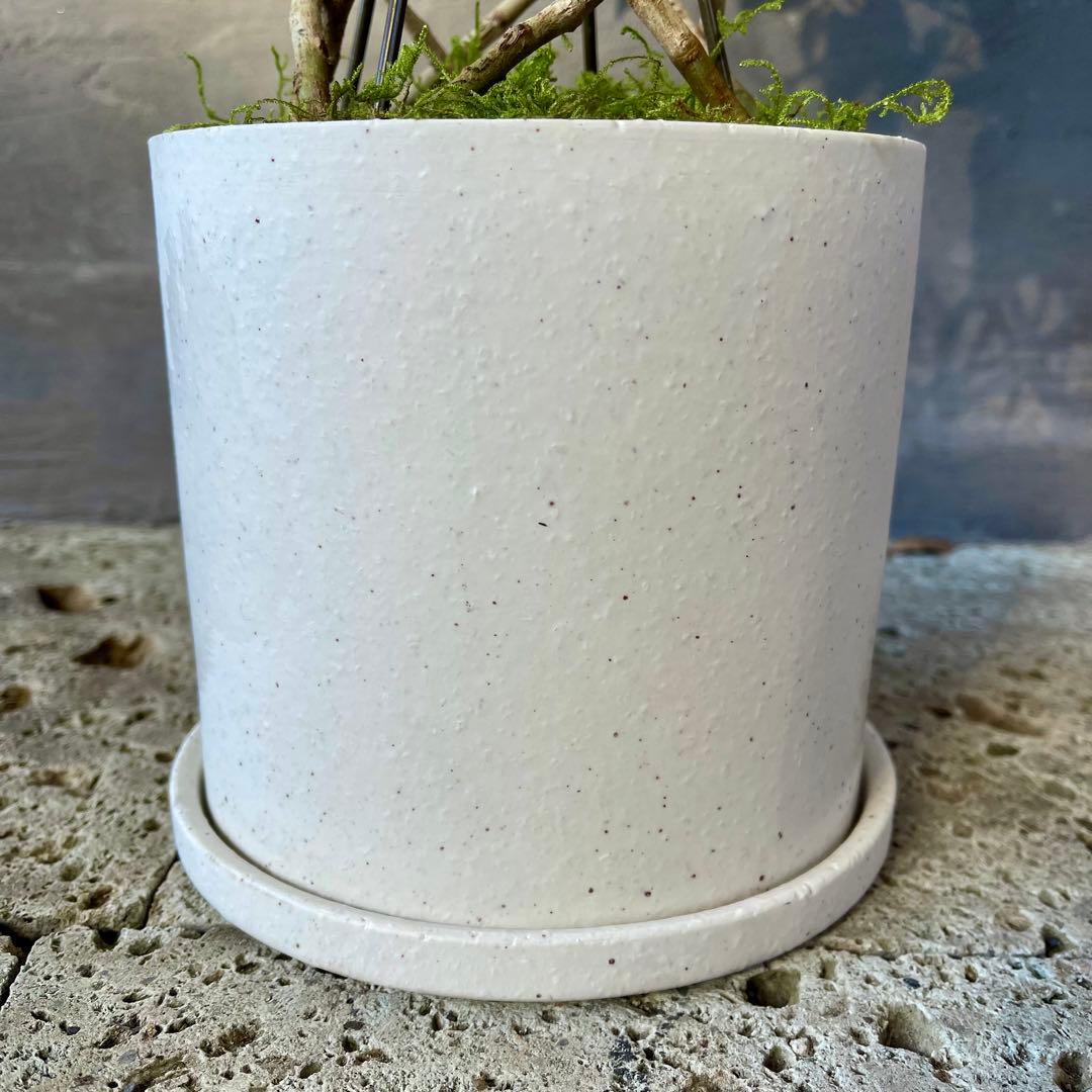 斑入り　ベンジャミン　スターライト　編み込み　天然苔仕立て　陶器鉢　植え込み発送