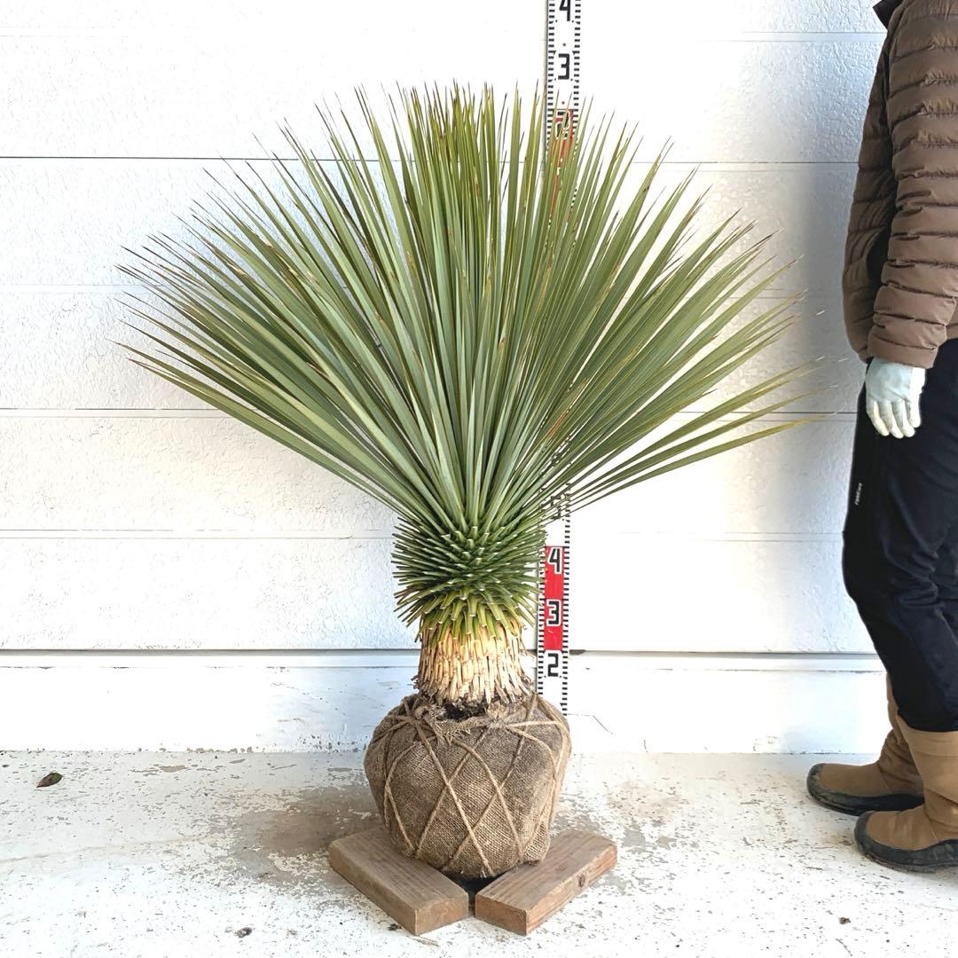 大株　ユッカロストラータ　約110cm 幹上がり　耐寒性　ドライガーデン　25