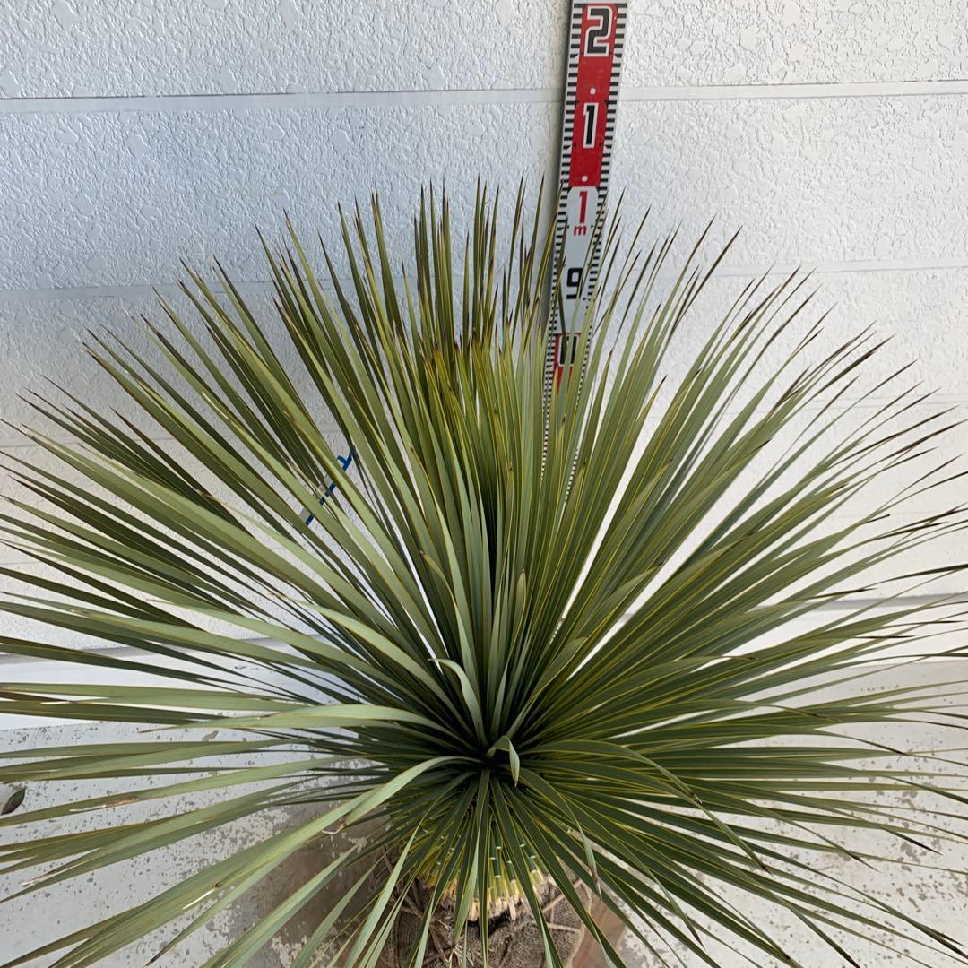 大株　ユッカロストラータ　約110cm 幹上がり　耐寒性　ドライガーデン　25