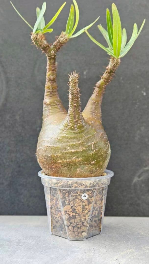 パキポディウム・グラキリス④