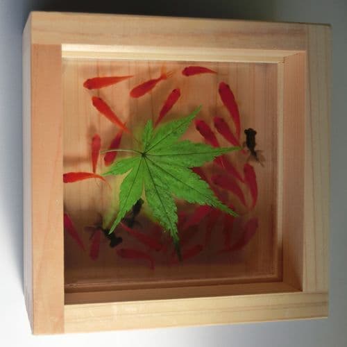 タイムセール 樹脂 金魚アートプレミアム 「極/もみじ・緑」  長寿 縁起物