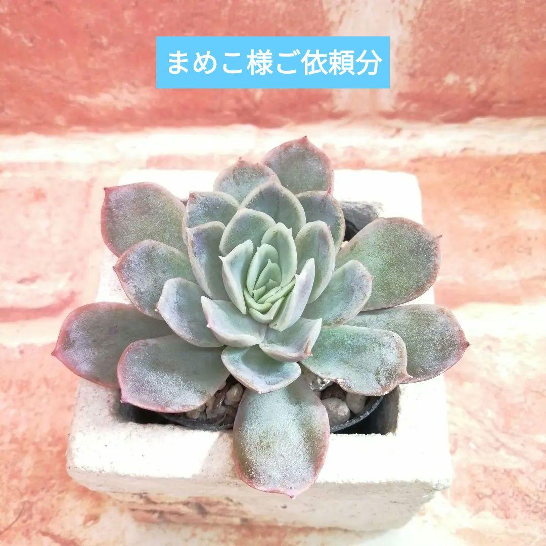 まめこ様ご依頼分 柚子葉他 多肉 エケベリア